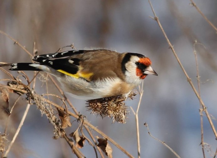 Щегол черноголовый Carduelis Carduelis