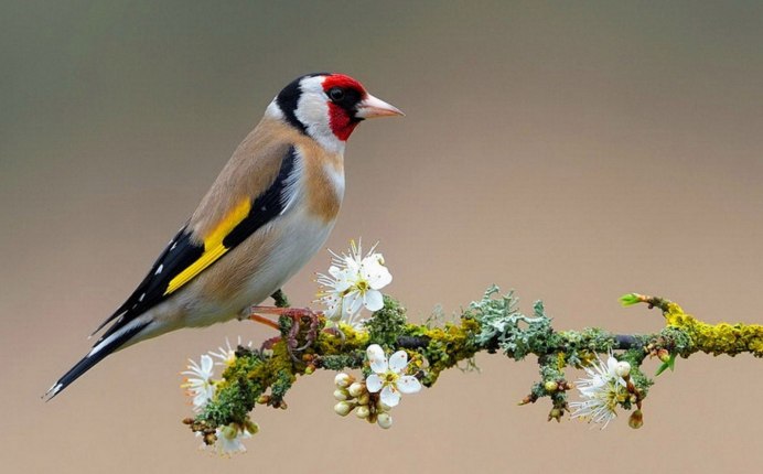 Щегол (Carduelis Carduelis)
