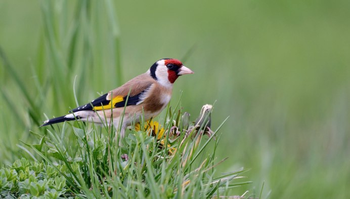 Щегол (Carduelis Carduelis)