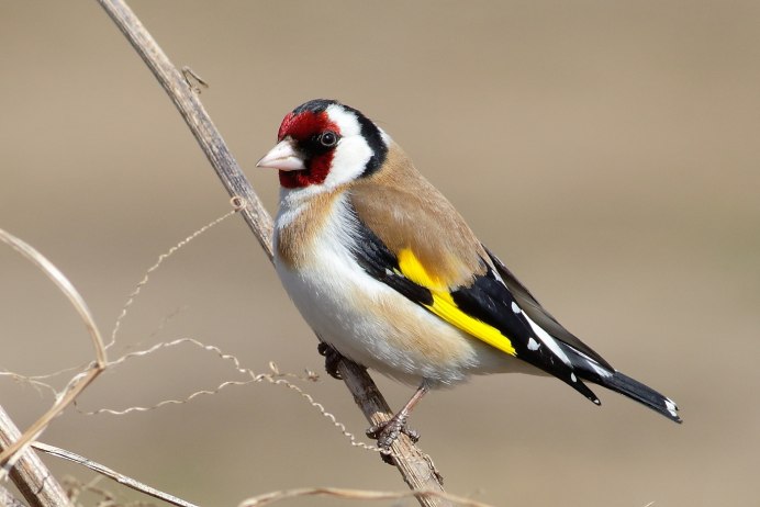 Щегол (Carduelis Carduelis)