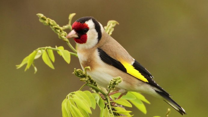 Щегол черноголовый Carduelis Carduelis