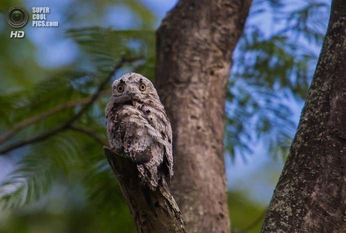 Обыкновенный козодой (Caprimulgus europaeus)