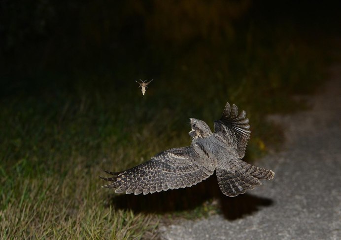 Обыкновенный козодой (Caprimulgus europaeus)