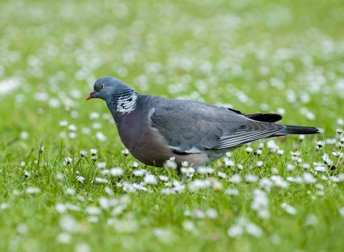 Вяхирь (Columba palumbus)