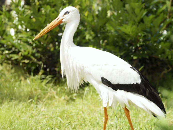 Малая белая цапля Egretta garzetta
