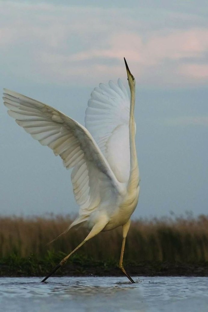Большая белая цапля (Ardea Alba)