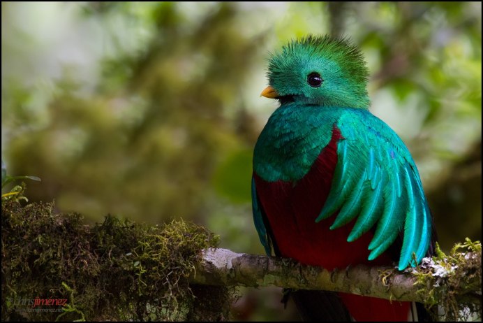 Chrysolophus amherstiae