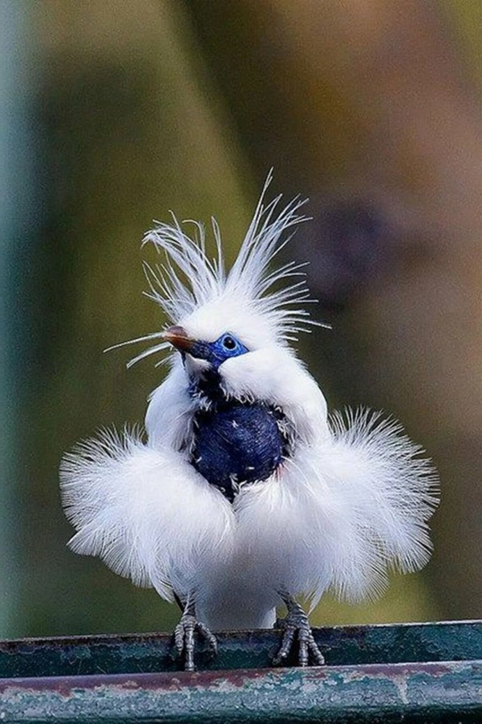 Балийский скворец (Leucopsar rothschildi)