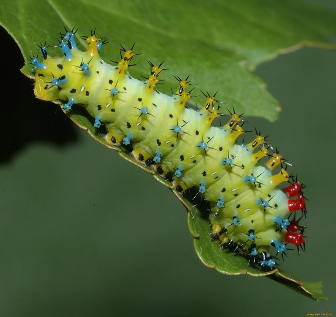 Бражник глазчатый гусеница