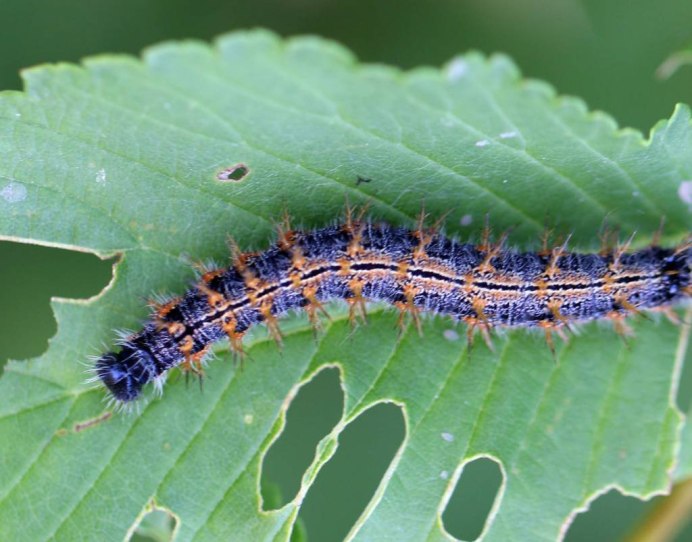 Большая желтая гусеница