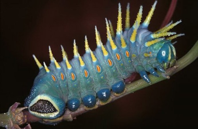 Павлиноглазка Геркулес гусеница