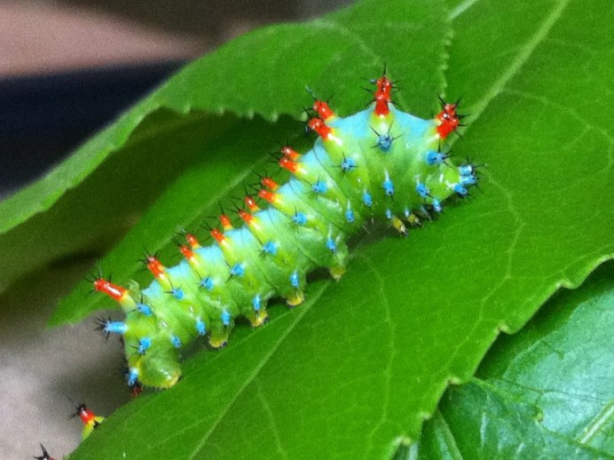 Гусеница бабочки Морфо