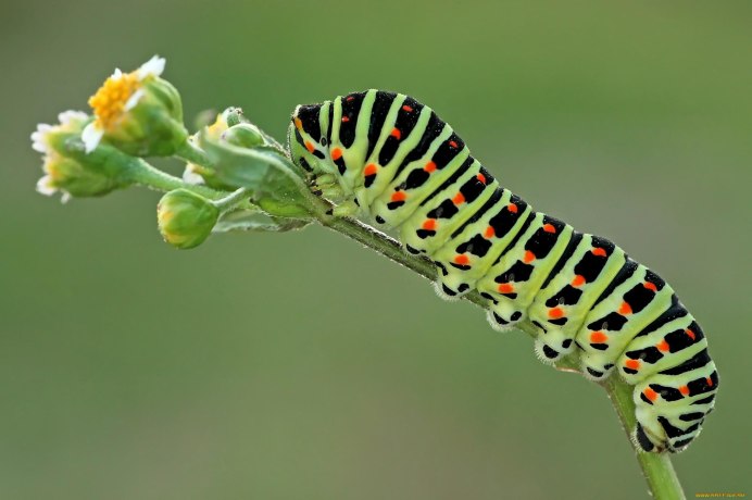 Павлиноглазка Геркулес гусеница