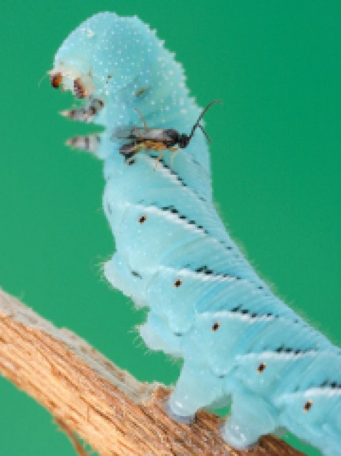 Бражник гусеница голубая