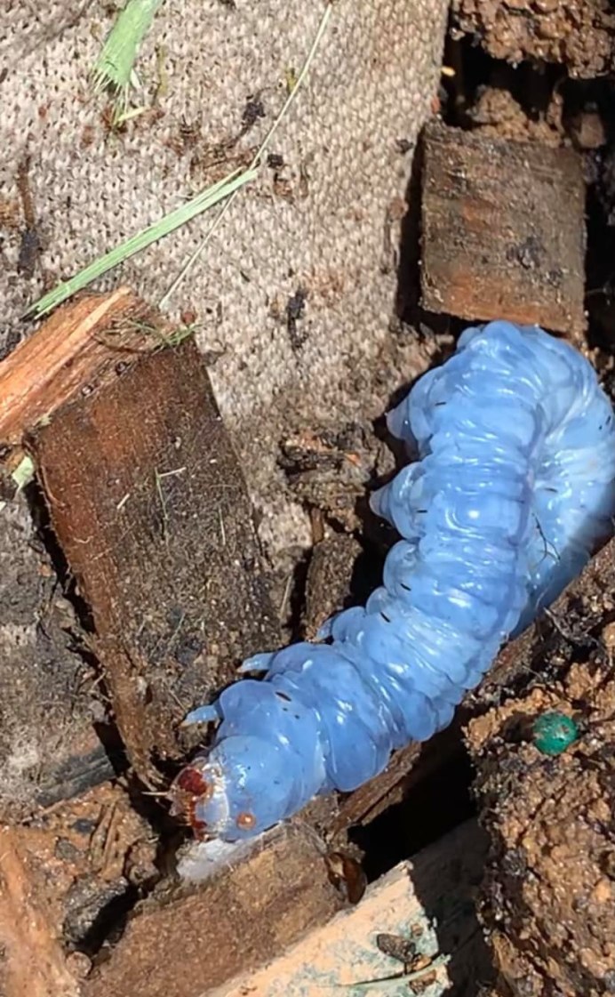 Синяя гусеница