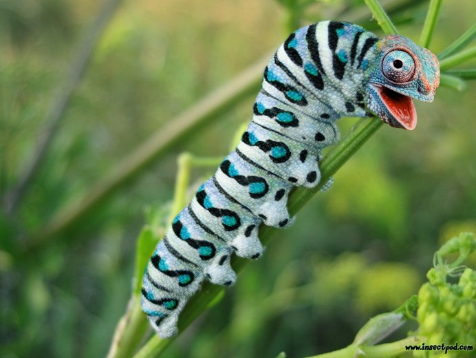 Голубая личинка бабочки
