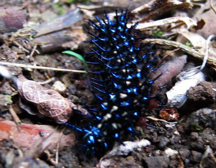 Абсолем Алиса в стране чудес