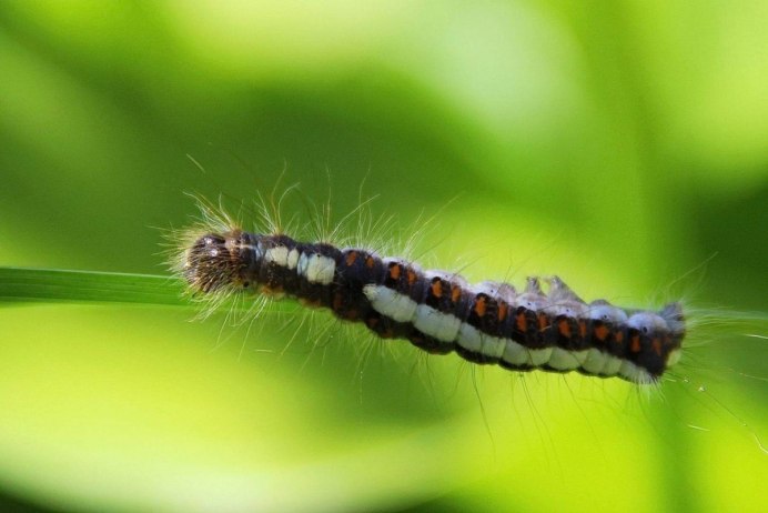 Hyalophora Cecropia гусеница