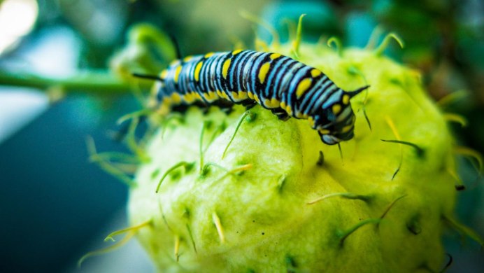 Гусеница из Алисы в стране чудес