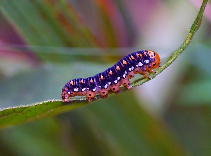 Гусеница Седловая