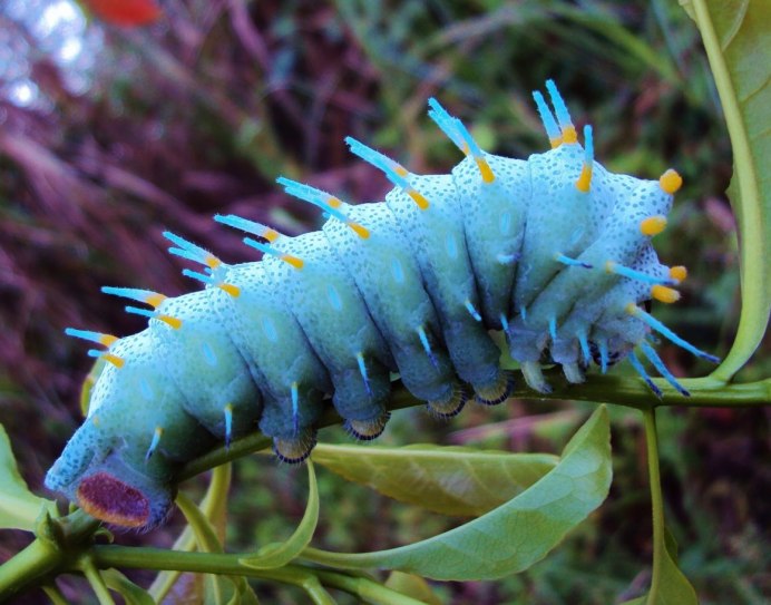 Attacus Atlas гусеница