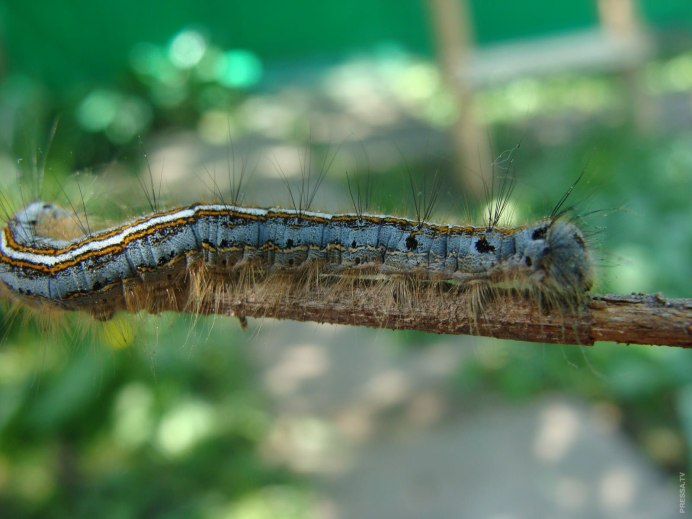 Hyalophora Cecropia гусеница
