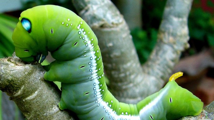 Ядовитые гусеницы Гваделупы