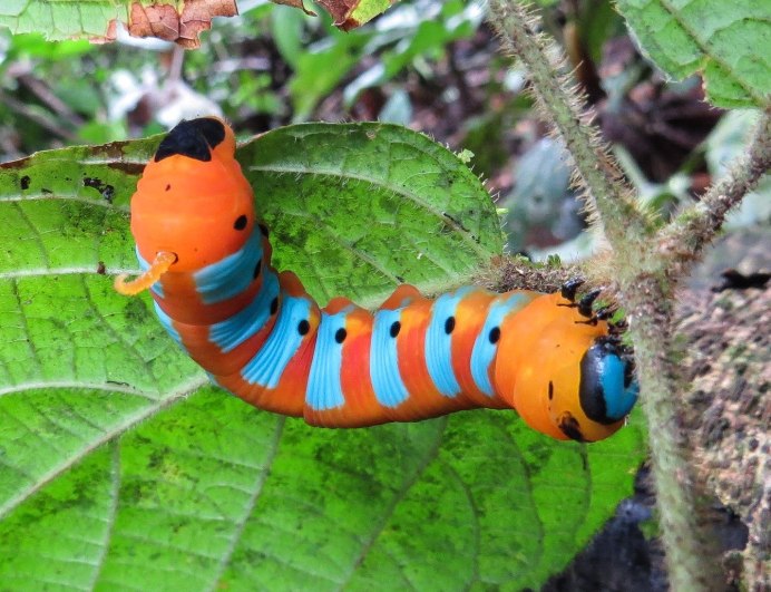 Гусеница кактусовой моли