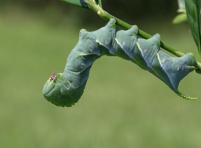 Большие гусеницы