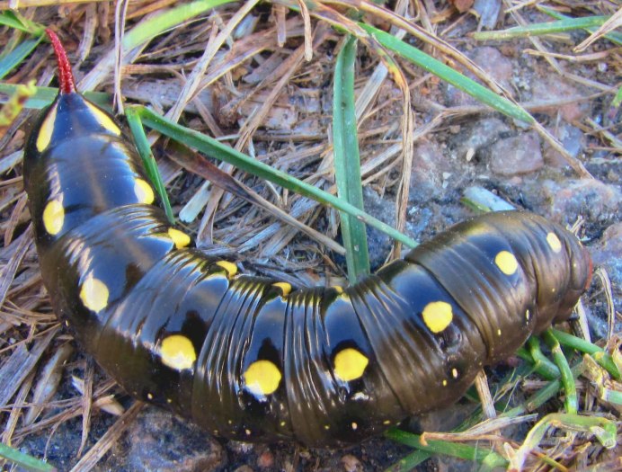 Гусеница бабочки Морфо