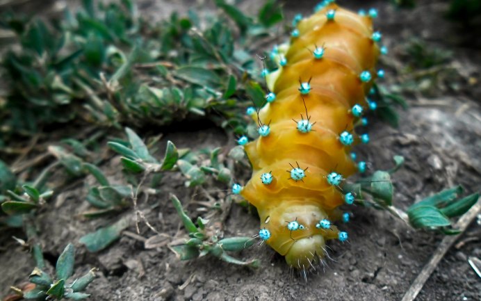 Желто голубая гусеница