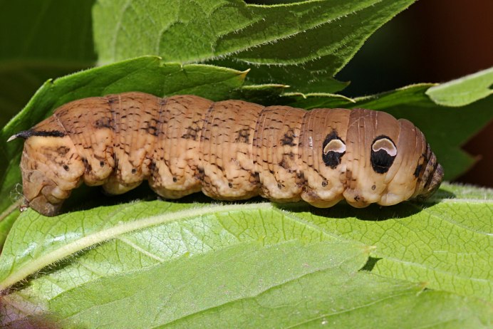 Гусеница винный Бражник Эльпенор