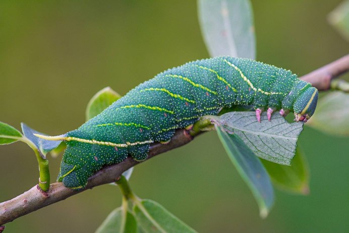 Гусеница БРАЖНИКА