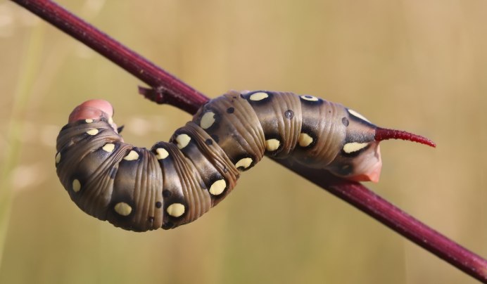 Green Caterpillar гусеница бабочки