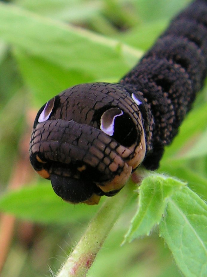 Гусеница Грин