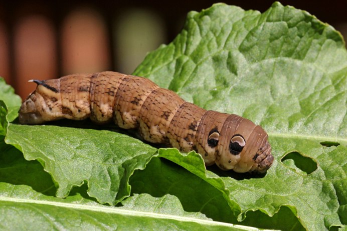 Бражник Эльпенор гусеница