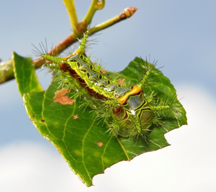 Виноградная гусеница зеленая