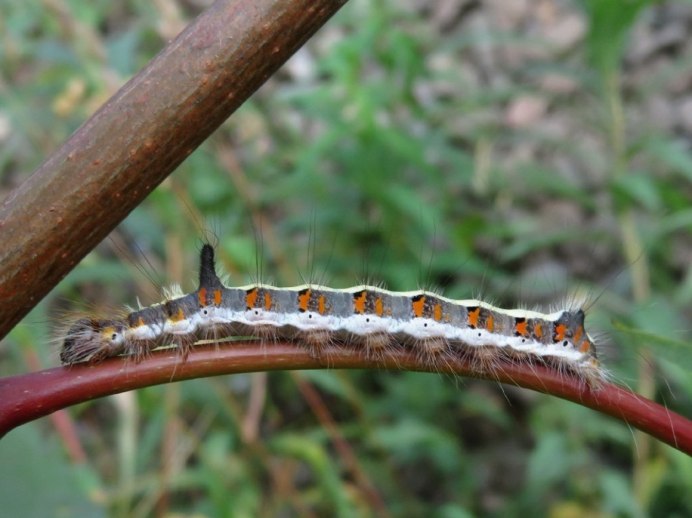 Гусеница змея винный Бражник
