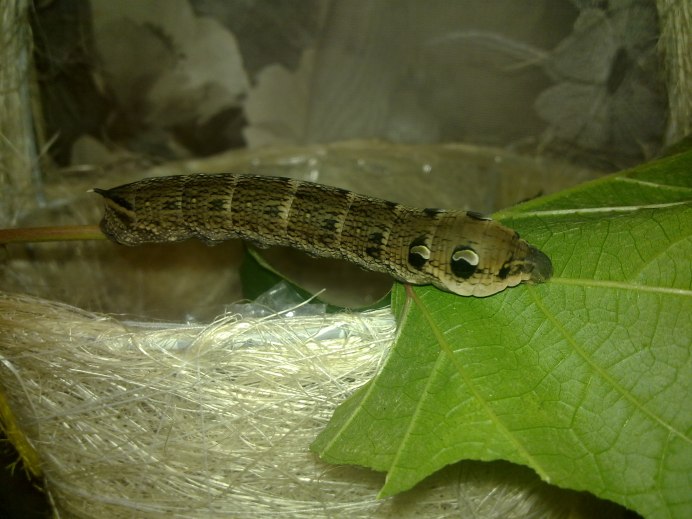 Виноградная гусеница