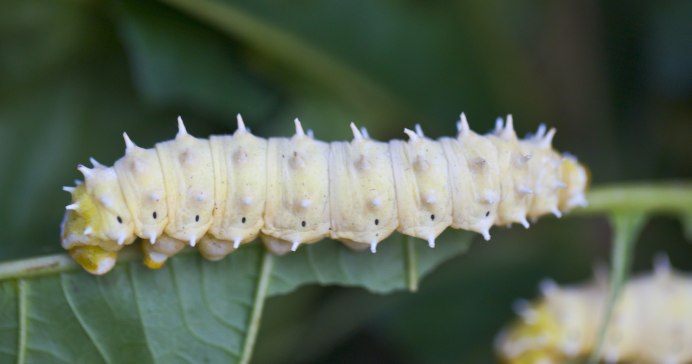 Бражник глазчатый гусеница