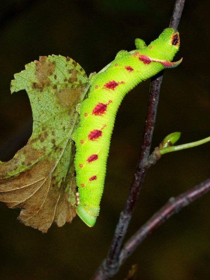 Гусеница из винограда