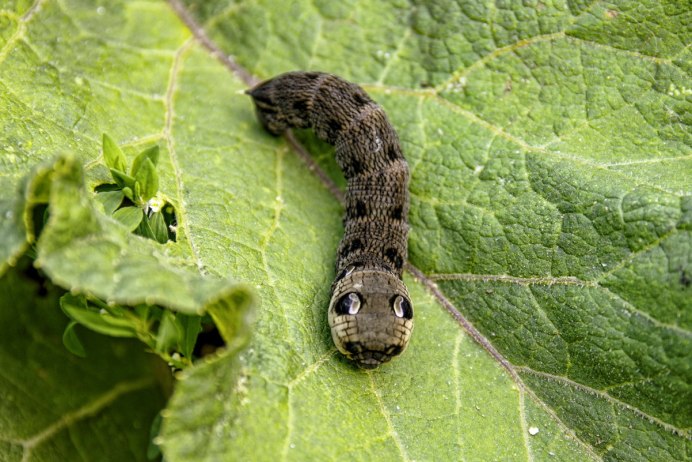 Уссурийский толстотел гусеница