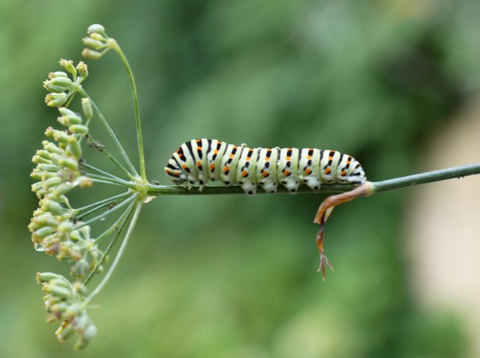 Зеленая гусеница с синим шипом