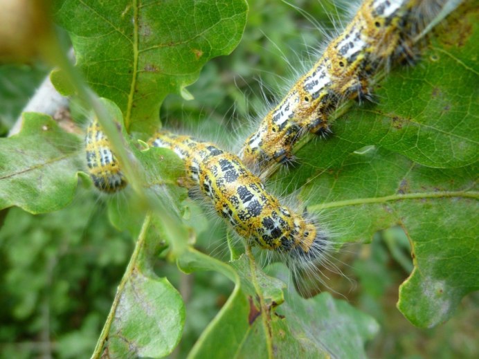 Бражник липовый гусеница
