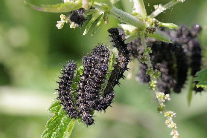 Cecropia Moth Caterpillar