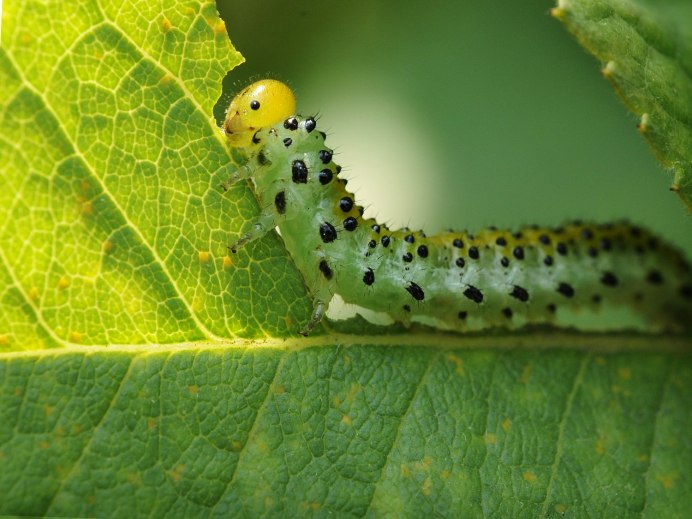Винный Бражник гусеница