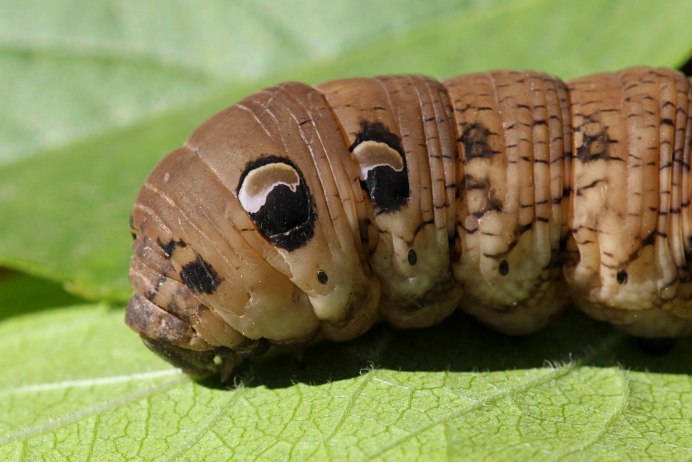 Айлантовый шелкопряд гусеница