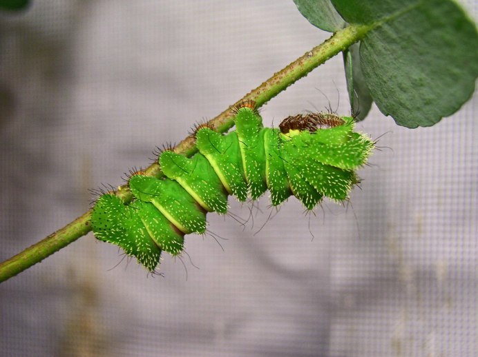 Бражник вьюнковый гусеница