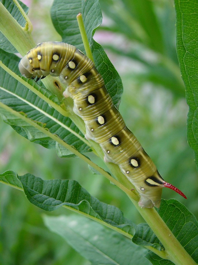 Электрическая гусеница