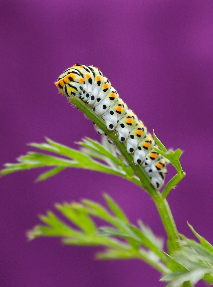 Виноградник гусеница